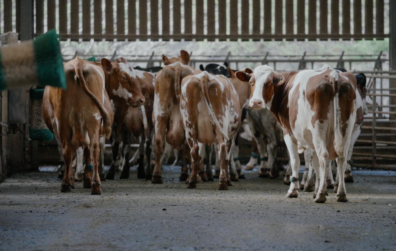 Rainton Farm milking herd