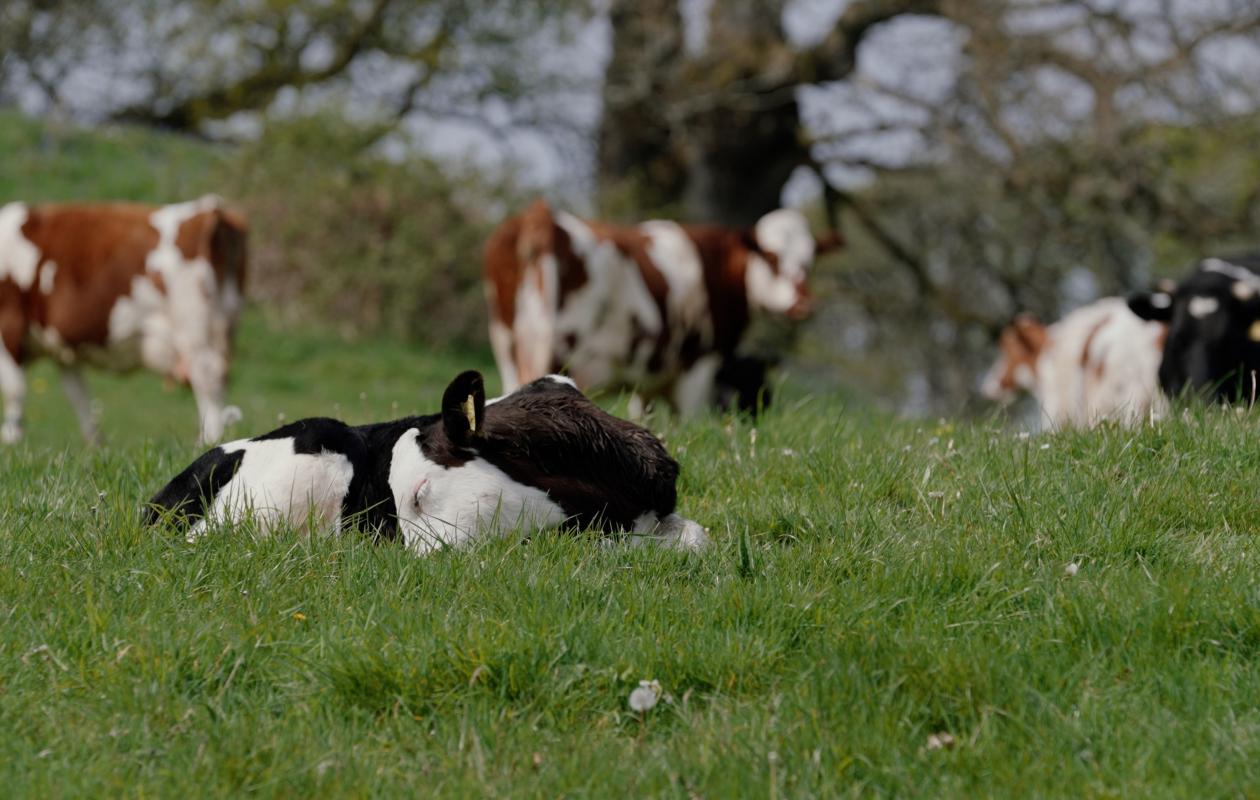 A still from A Dairy Story showing dairy cows with calves in field