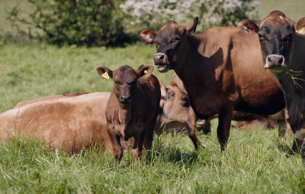 A Dairy Story film still of Jersey cross cows
