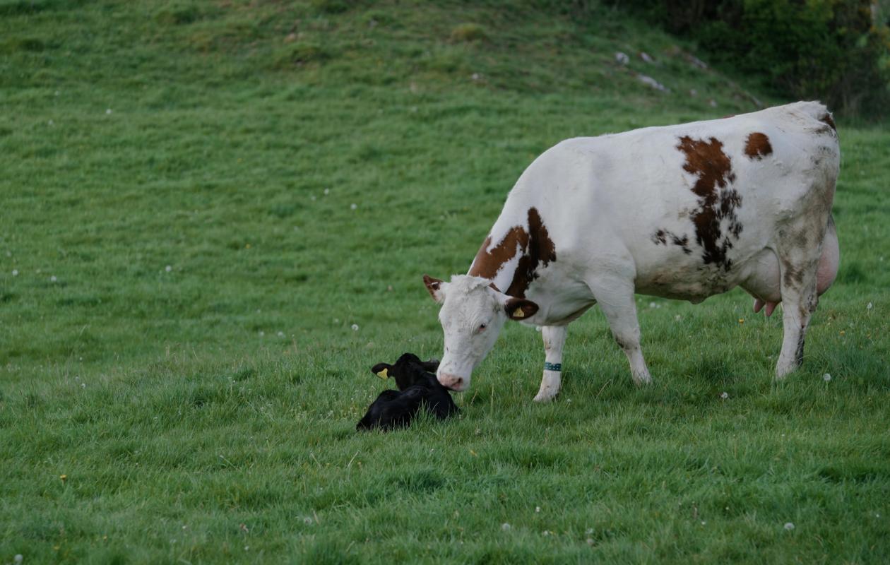 A dairy cow with a calf
